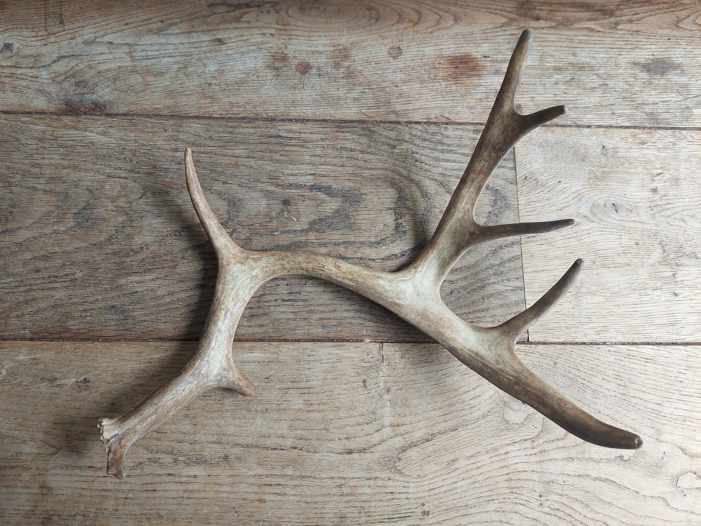 Fallow deer antler, single #1