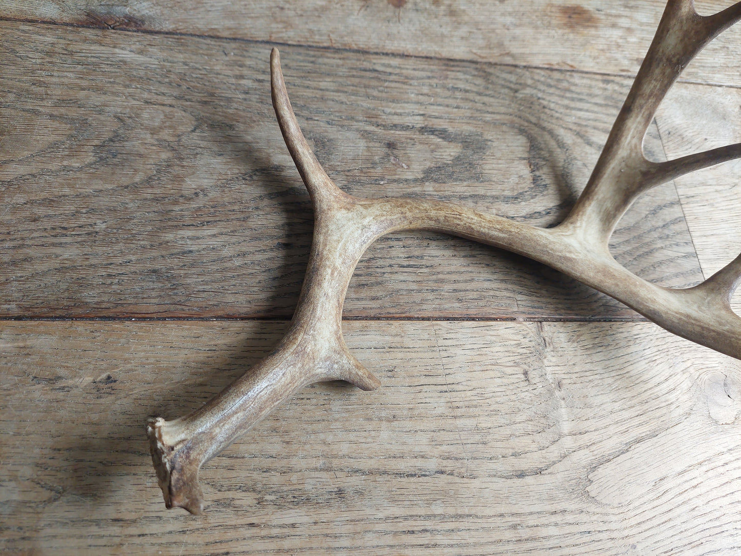 Fallow deer antler, single #1