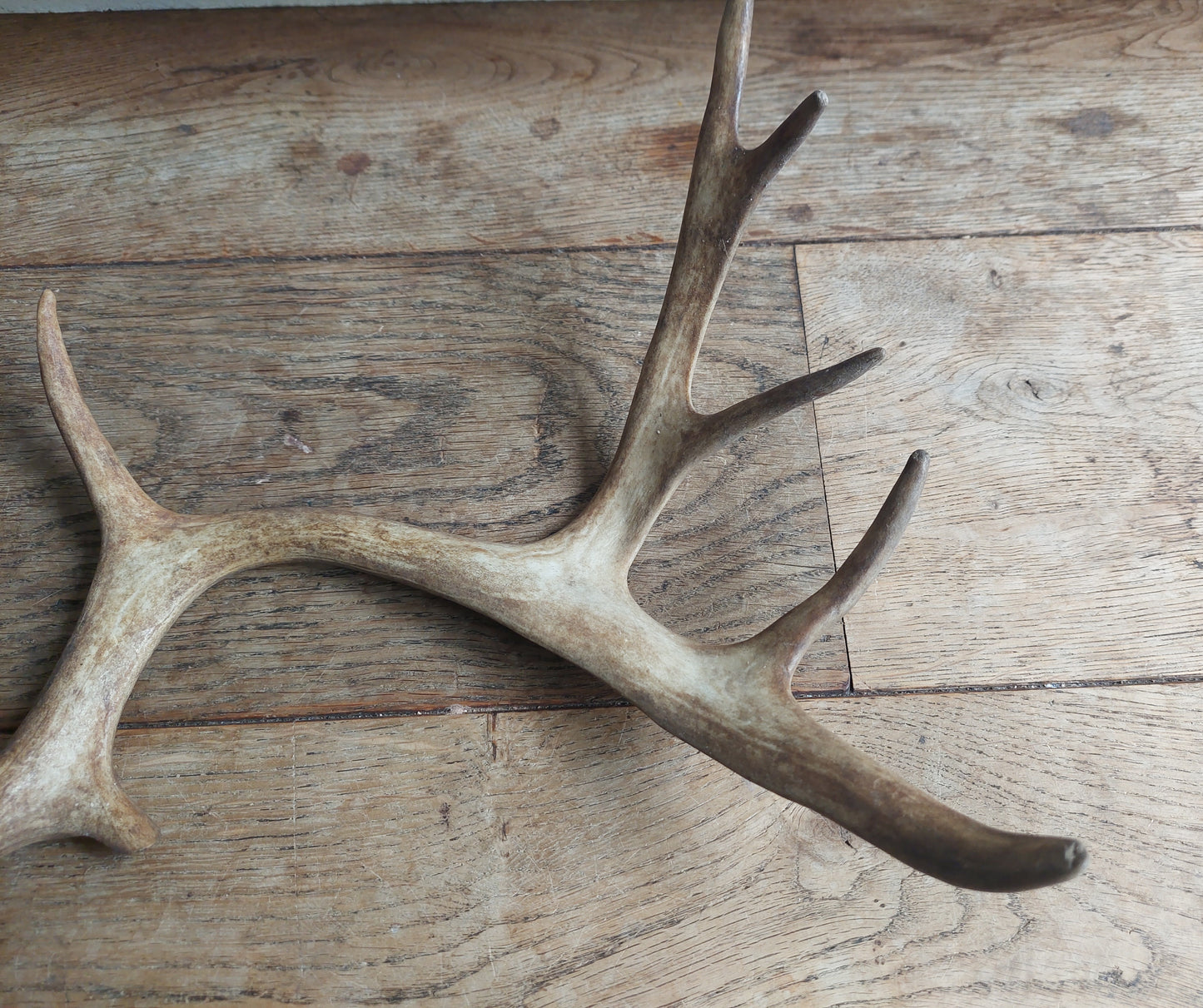 Fallow deer antler, single #1