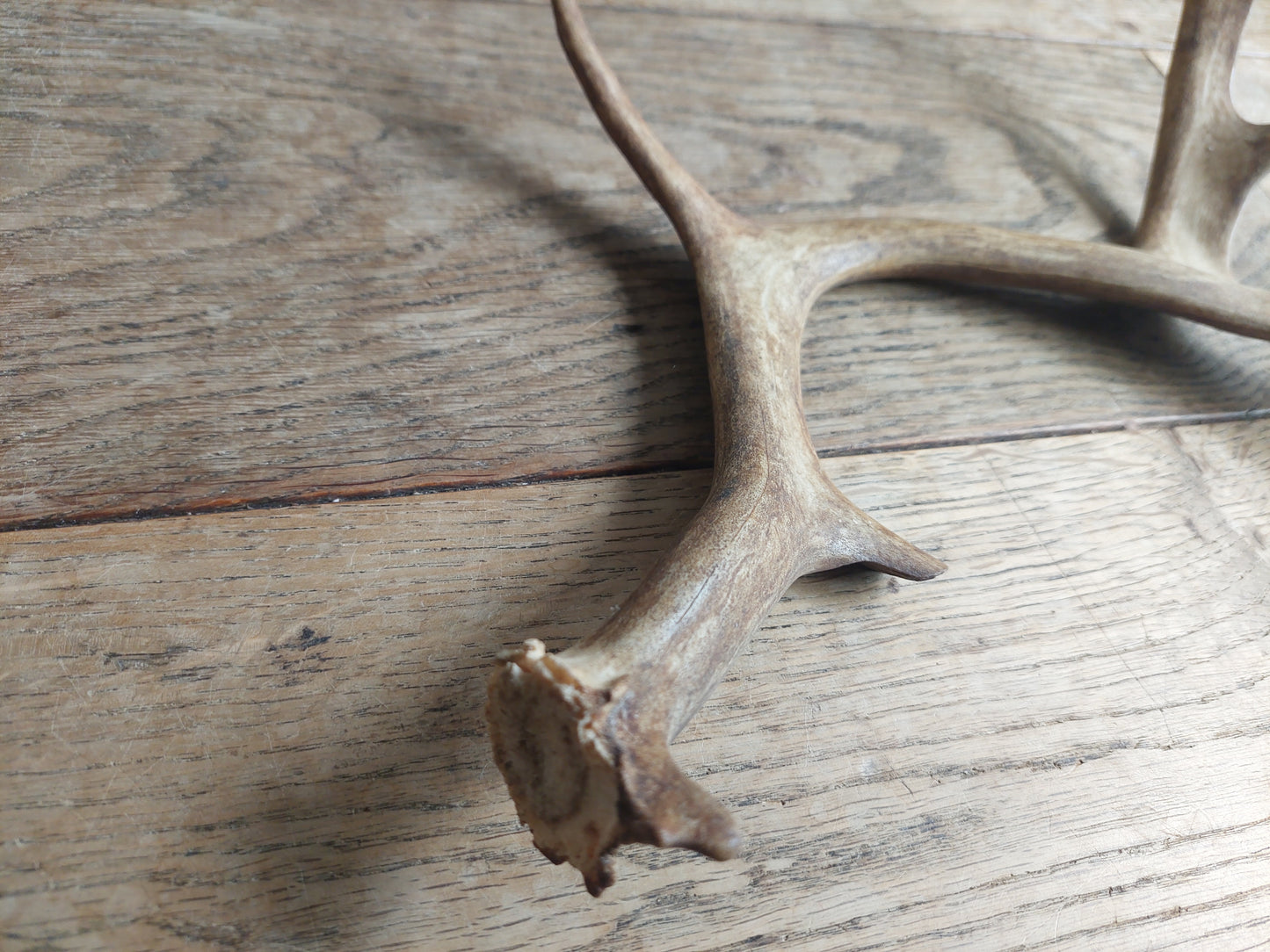 Fallow deer antler, single #1