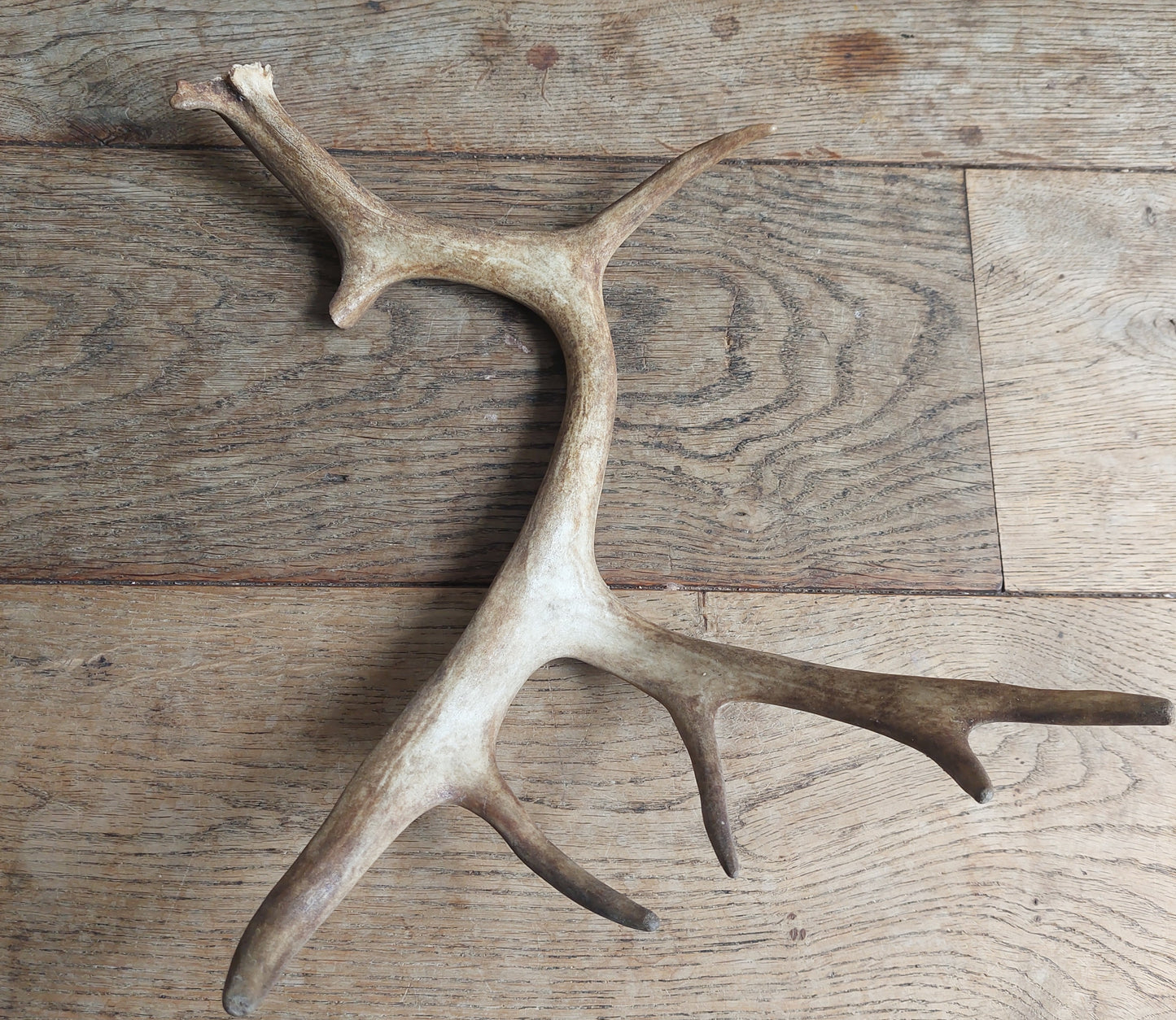 Fallow deer antler, single #1