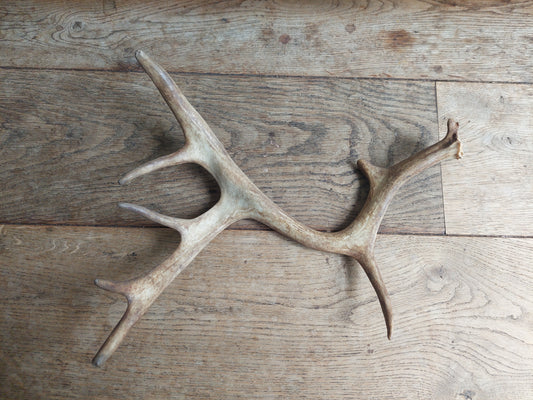 Fallow deer antler, single #1