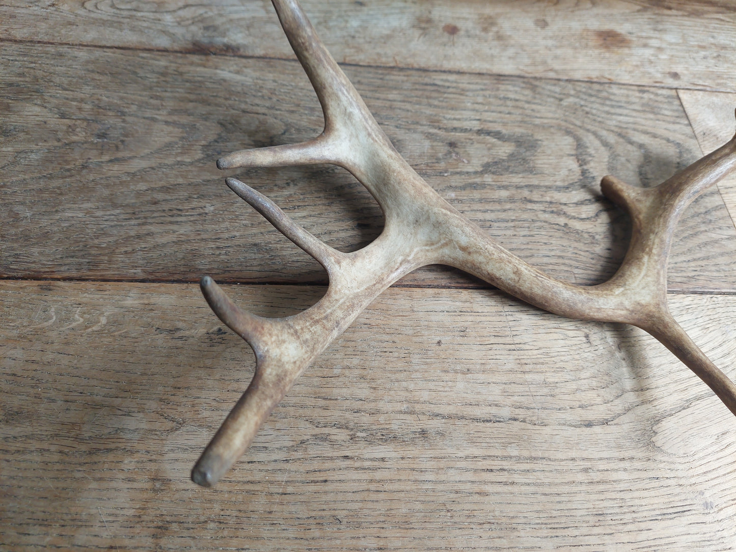 Fallow deer antler, single #1