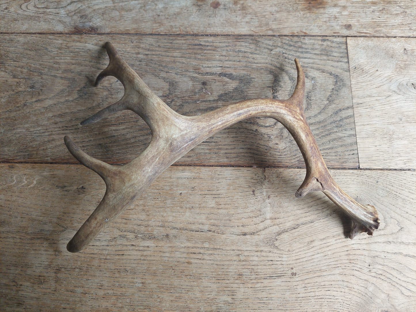 Fallow deer antler, single #1