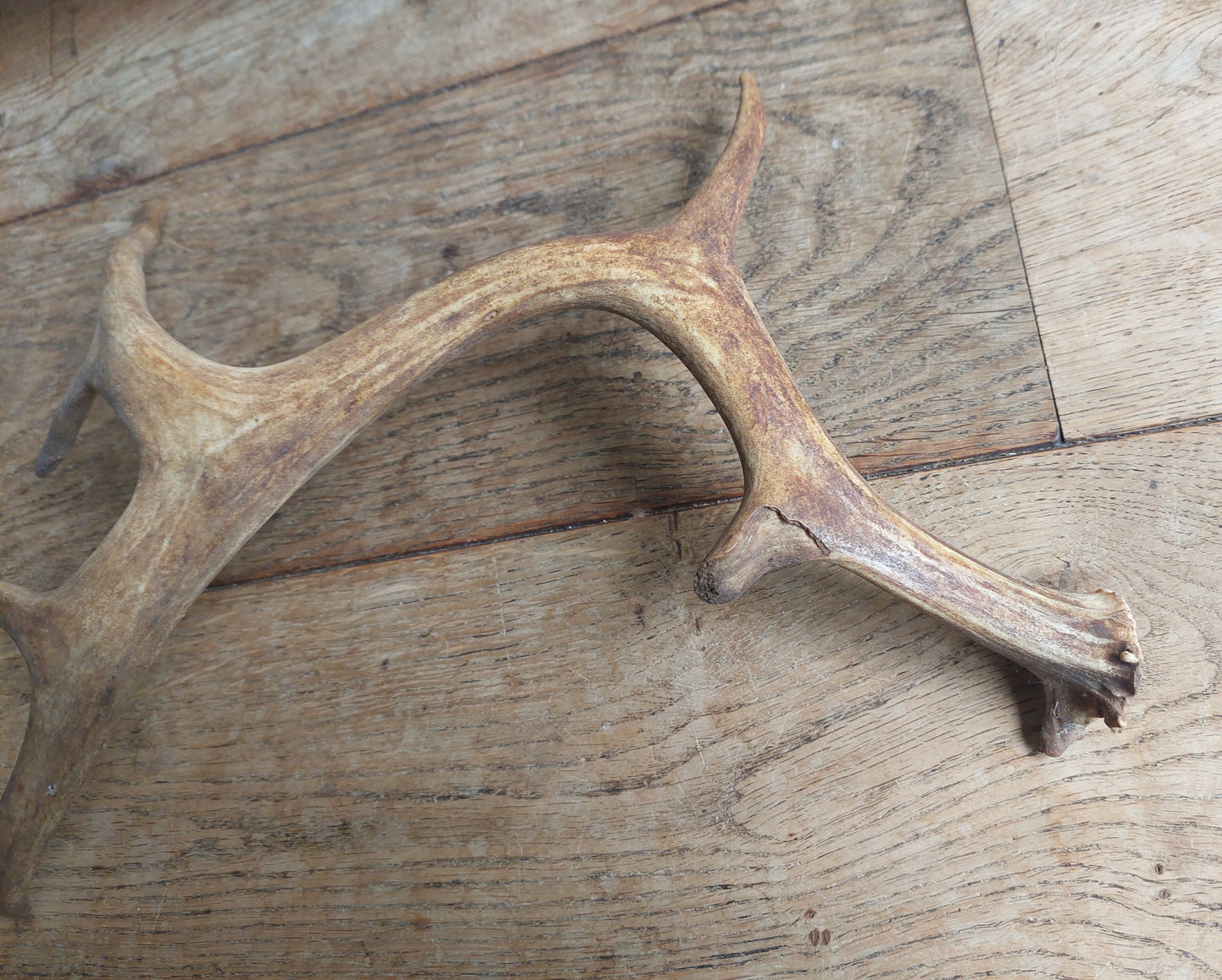 Fallow deer antler, single #1