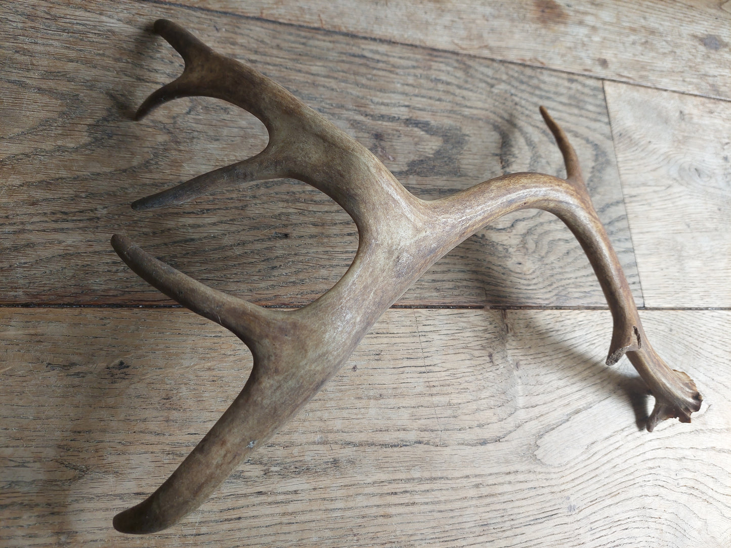 Fallow deer antler, single #1