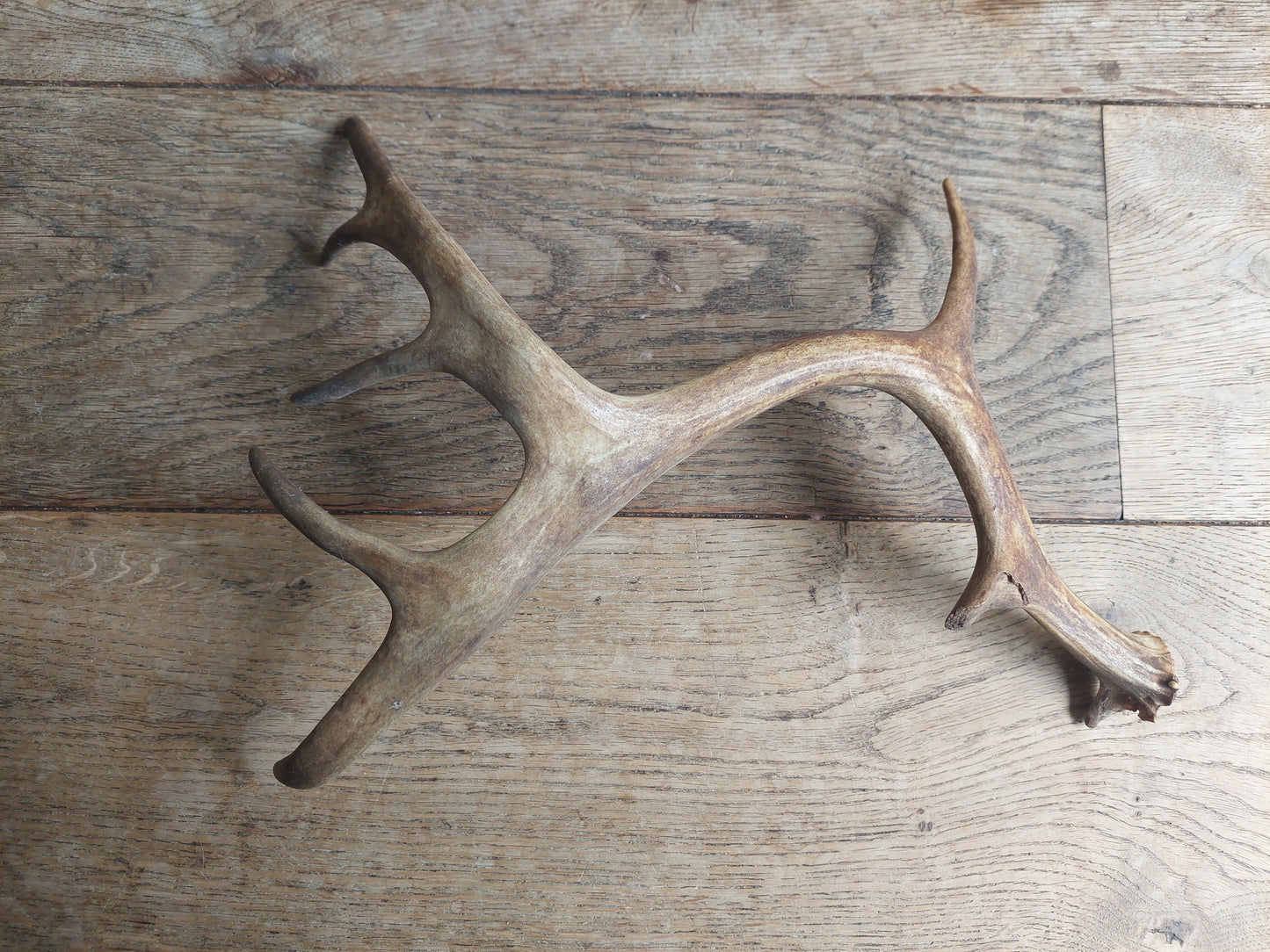 Fallow deer antler, single #1