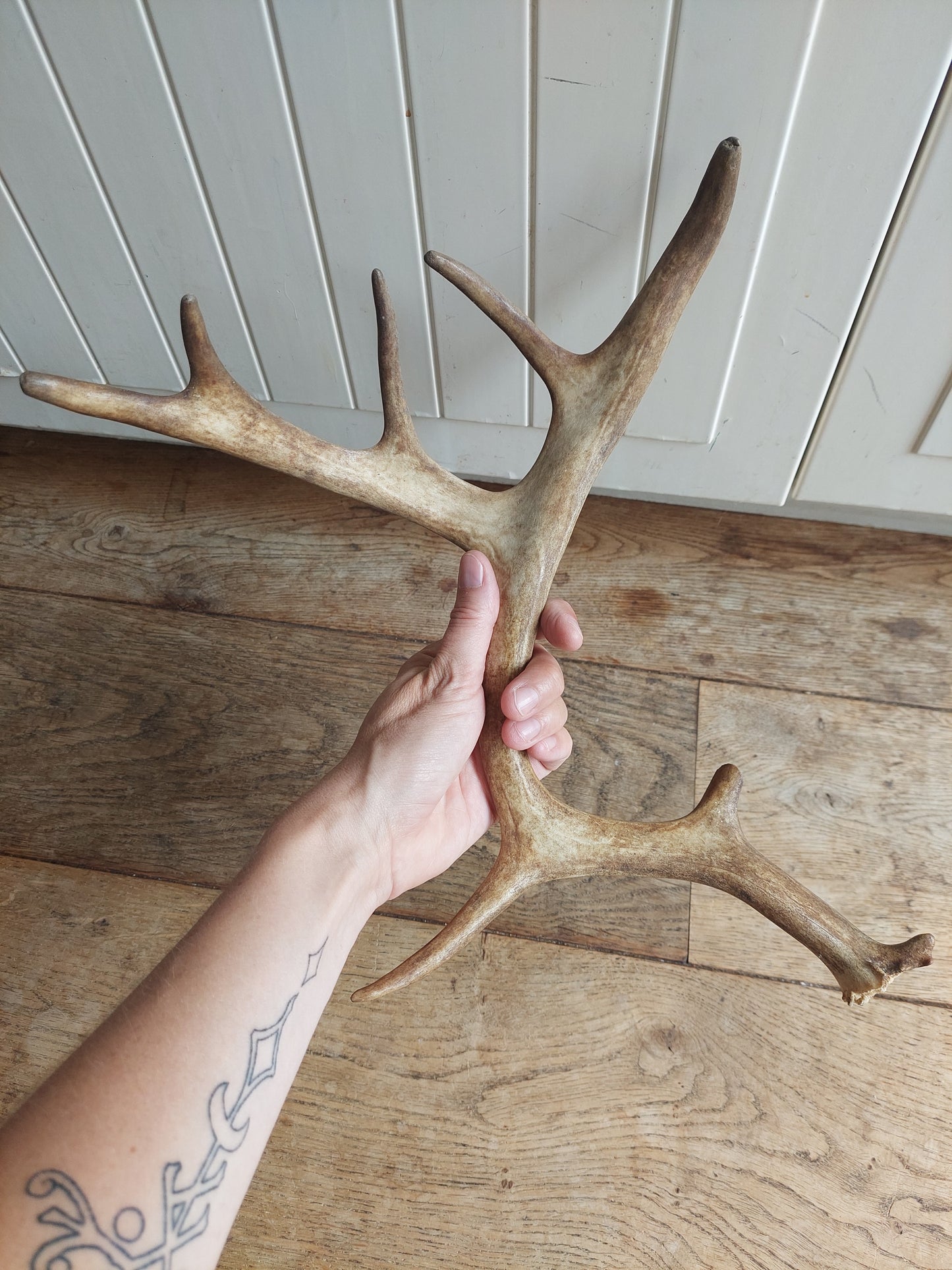 Fallow deer antler, single #1