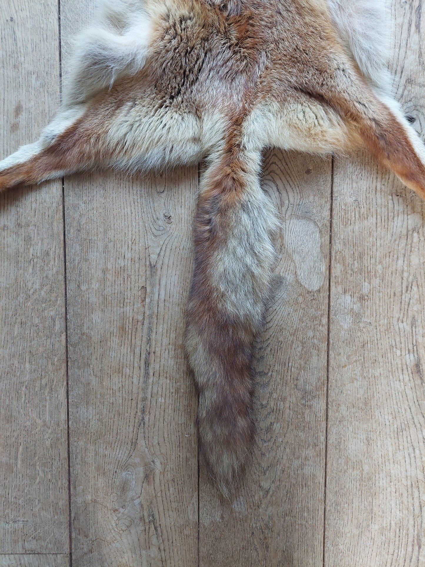 Red fox hide #9