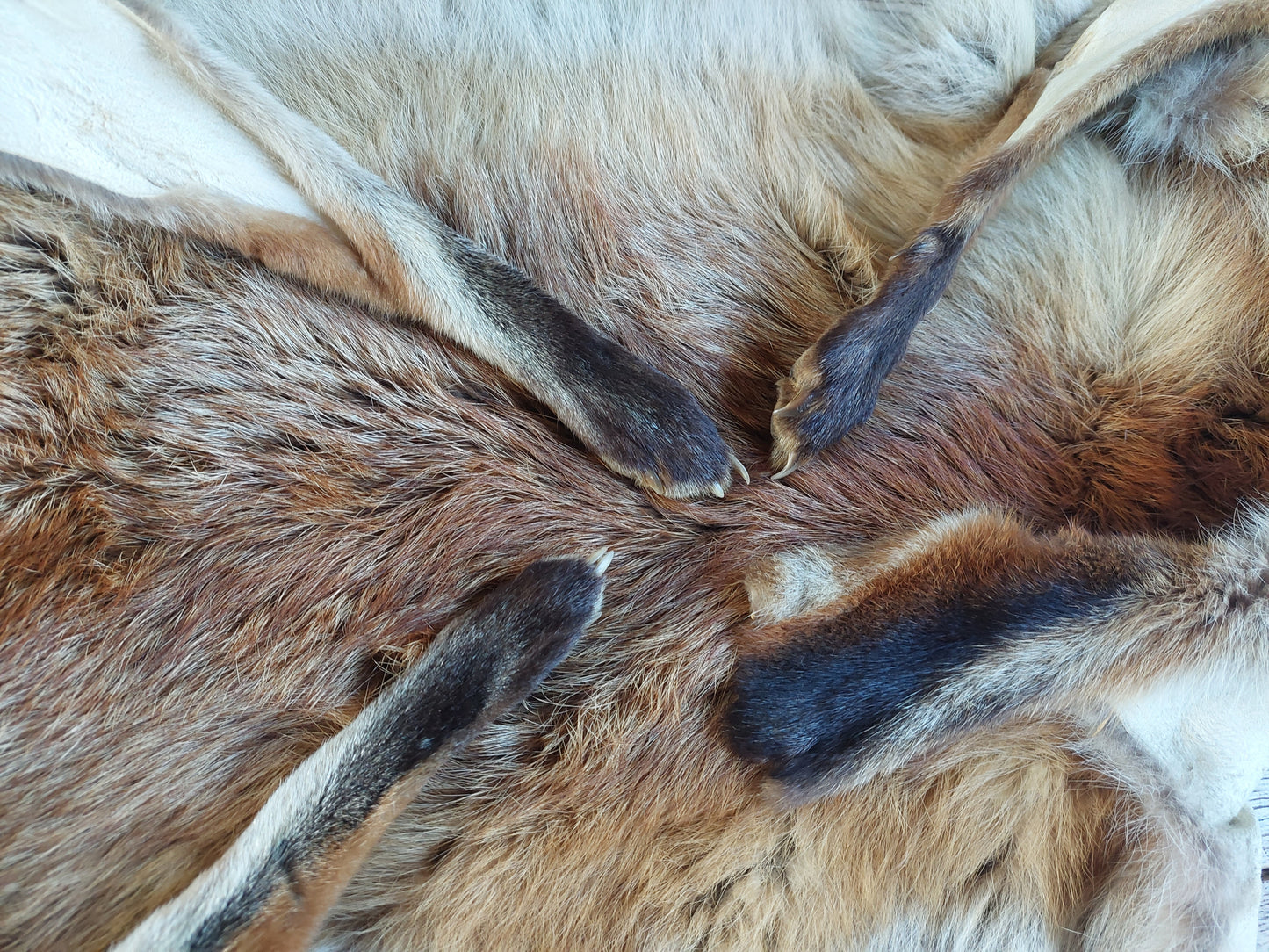 Red fox hide #9