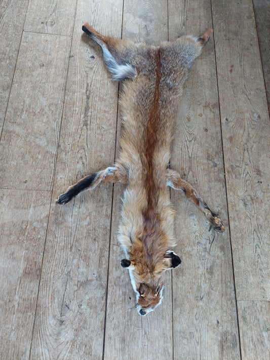 Red fox hide #11, B-quality