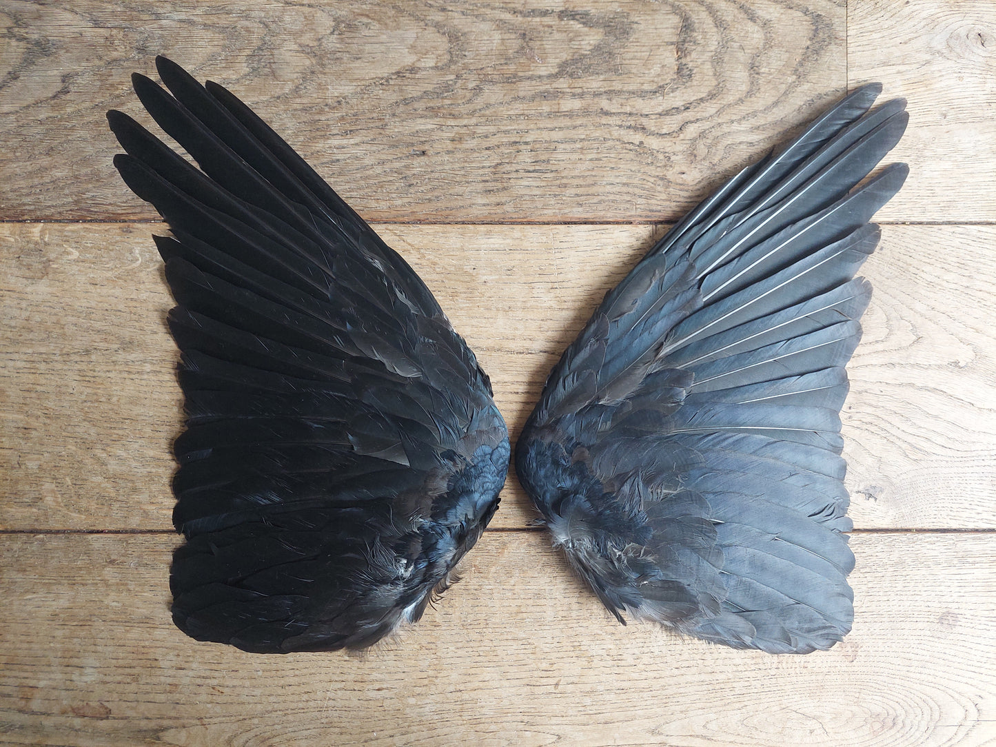 Crow set of wings #18