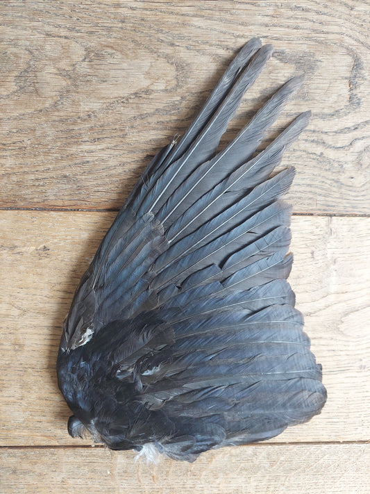 Crow single wing #22, B-quality