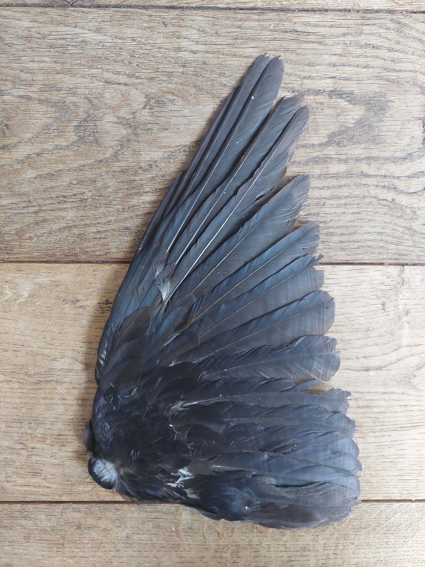 Crow single wing #27