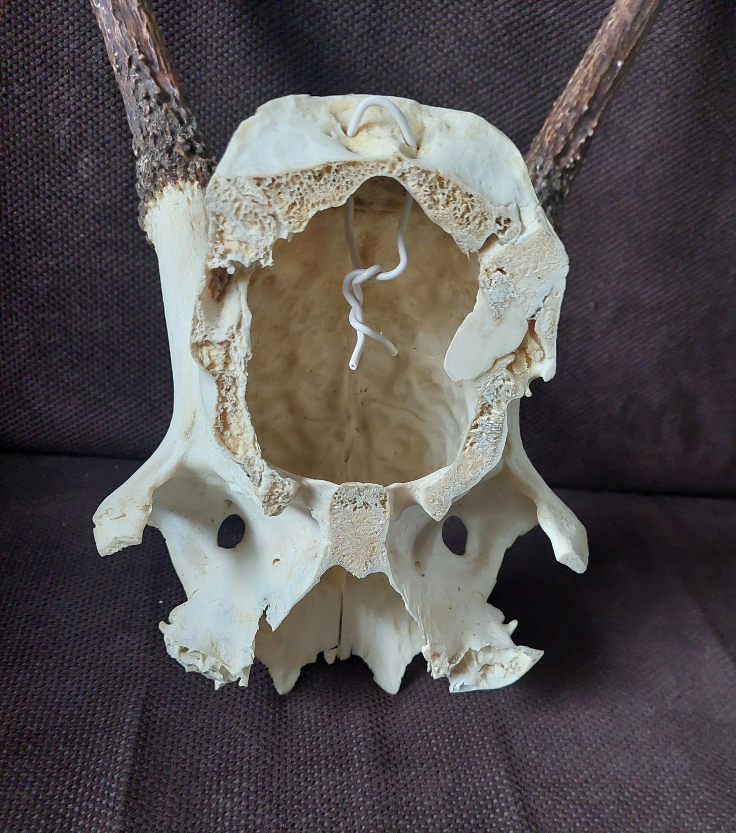 Red deer skull cap