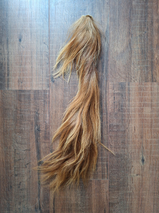 Highland cattle tail