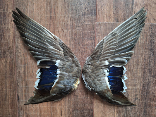 Duck set of wings #2