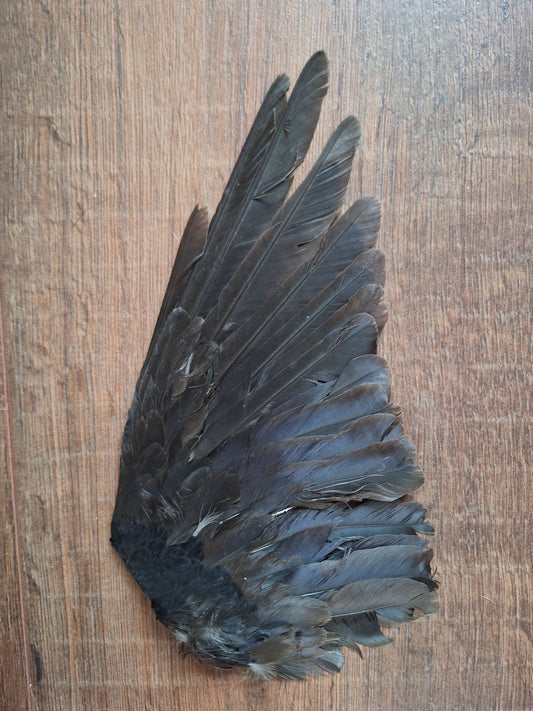 Jackdaw single wings (left side)