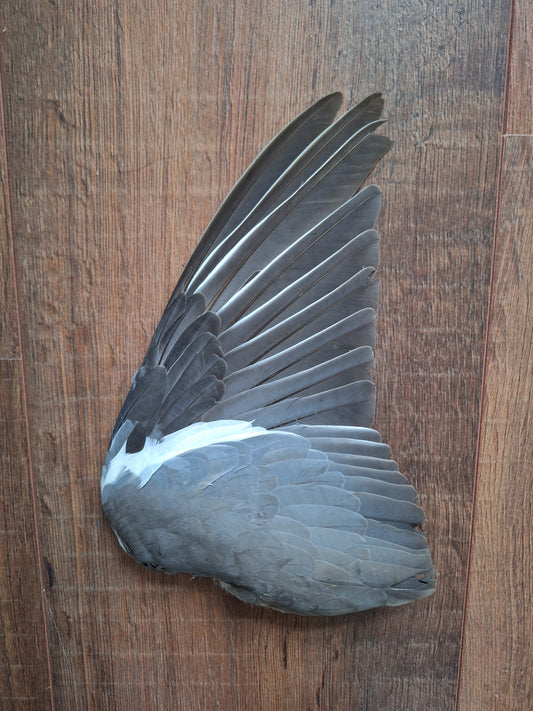 Wood pigeon single wing