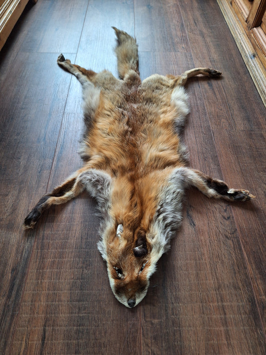 Red fox hide #14