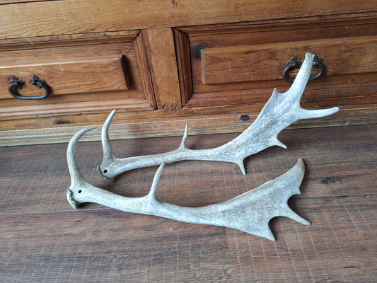 Fallow deer antlers, set of two #4