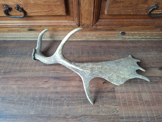 Fallow deer antler, single #4