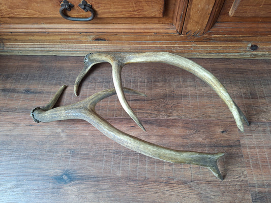 Red deer antlers, set of two #2