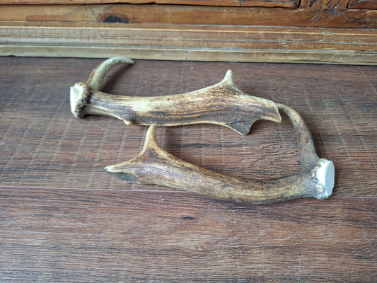 Fallow deer antlers, set of two #3