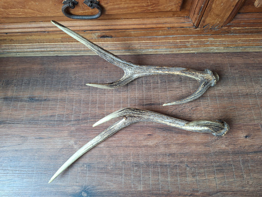 Red deer antlers, set of two #1