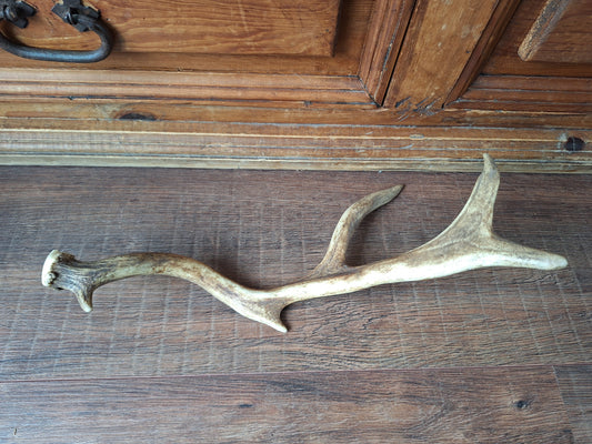 Fallow deer antler, single #5