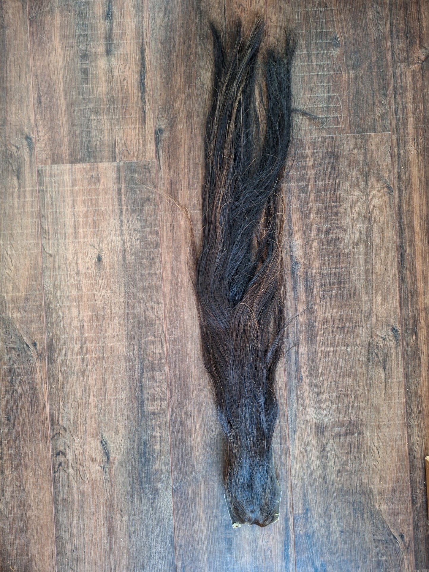 Horse tail #3