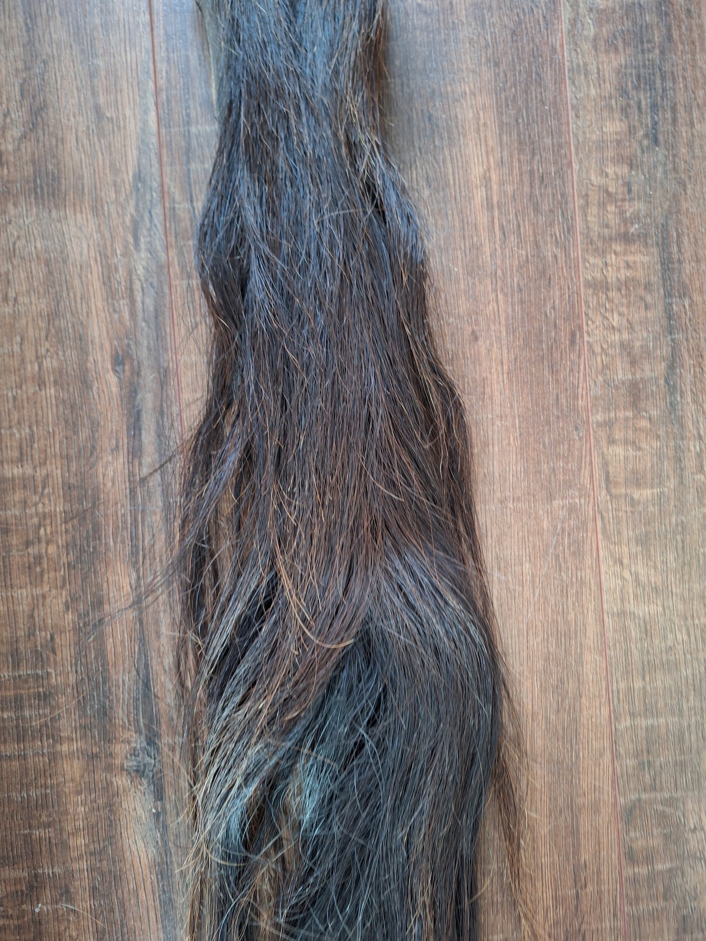 Horse tail #3