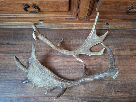 Fallow deer antlers, set of two #8