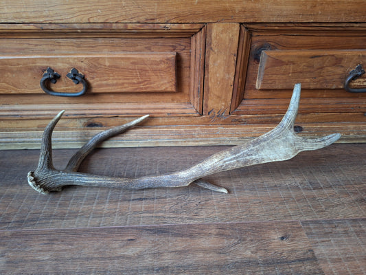 Fallow deer antler, single #6