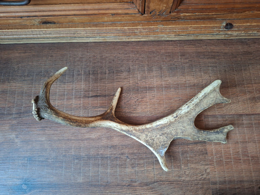 Fallow deer antler, single #7