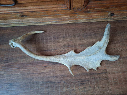 Fallow deer antler, single #8 B-quality