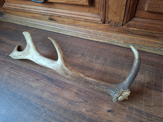 Fallow deer antler, single #9