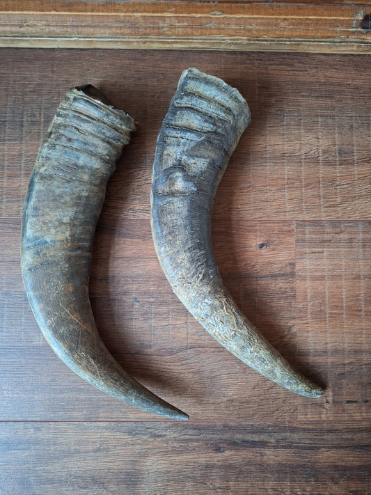 Water buffalo horns, single