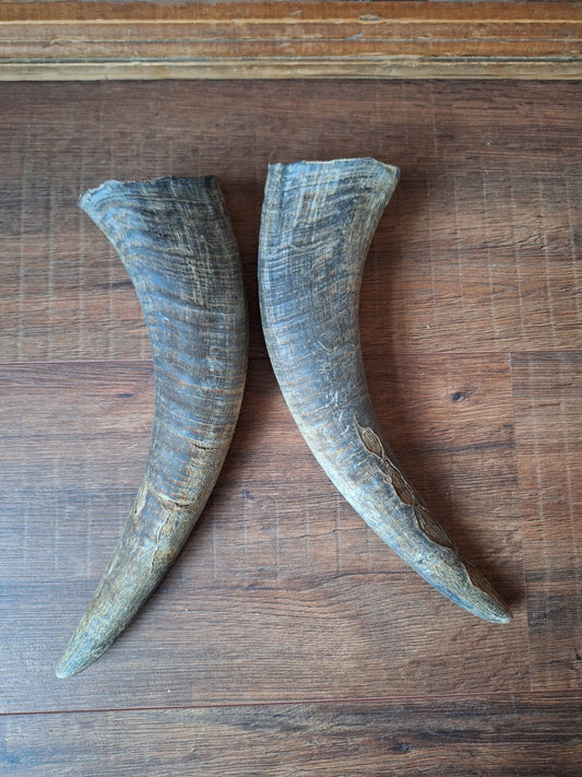 Water buffalo horns, set of two