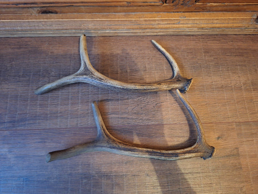 Fallow deer antlers, set of two #10