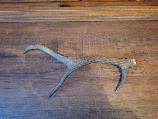 Red deer antler, single #5