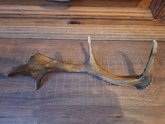 Fallow deer antler, single #10