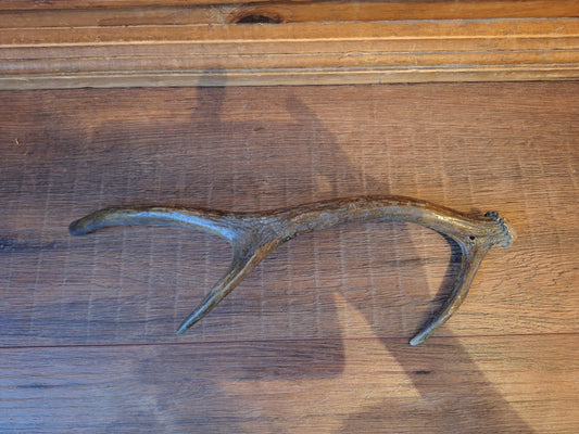 Red deer antler, single #4