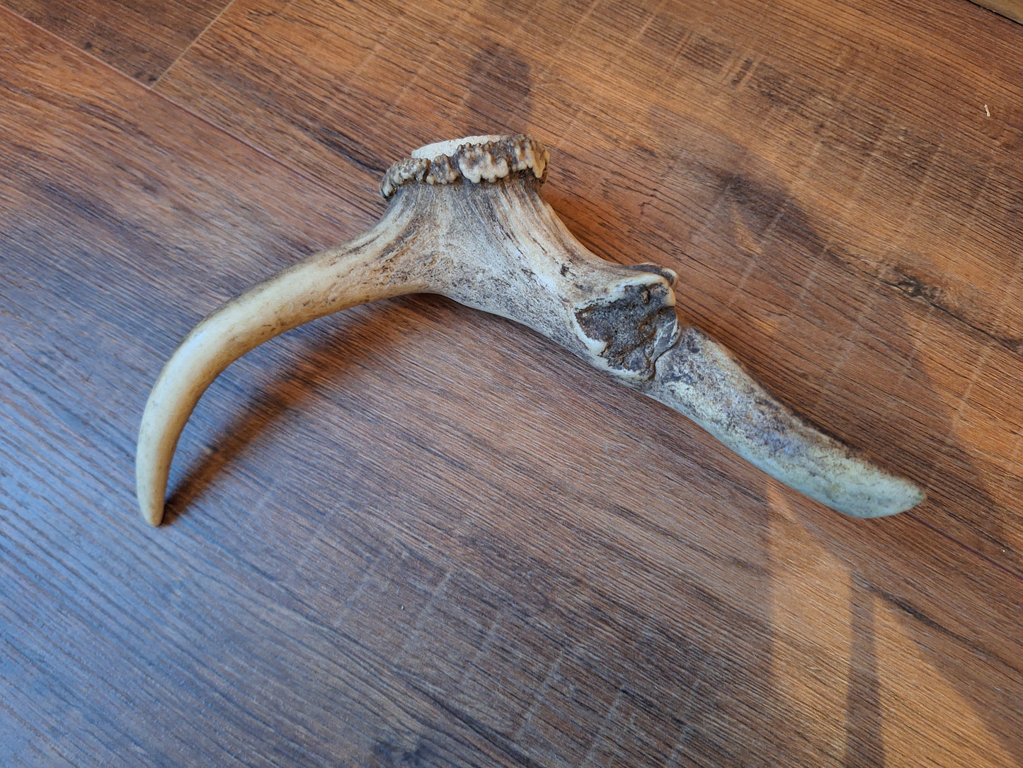 Set of 4 antler pieces