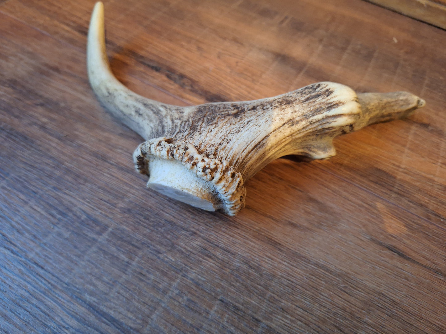 Set of 4 antler pieces