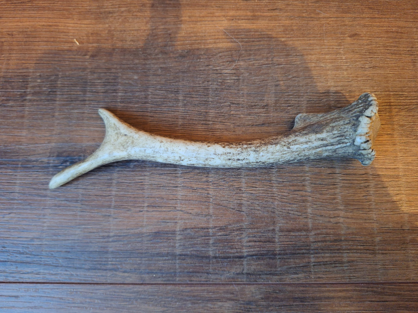 Fallow deer antler, single #12