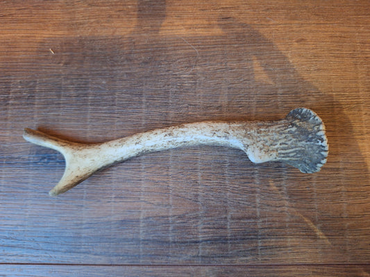 Fallow deer antler, single #12