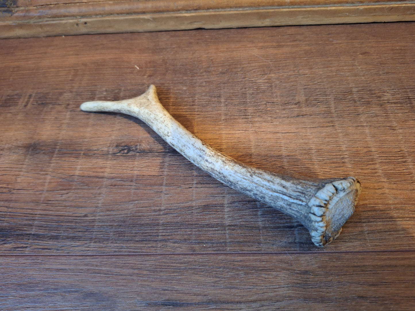 Fallow deer antler, single #12