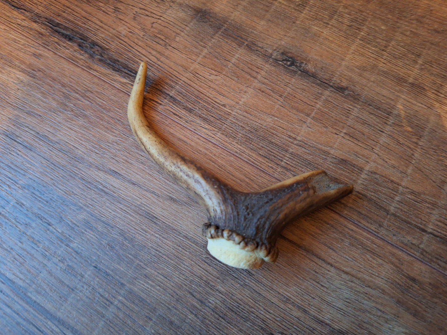 Set of 4 antler pieces