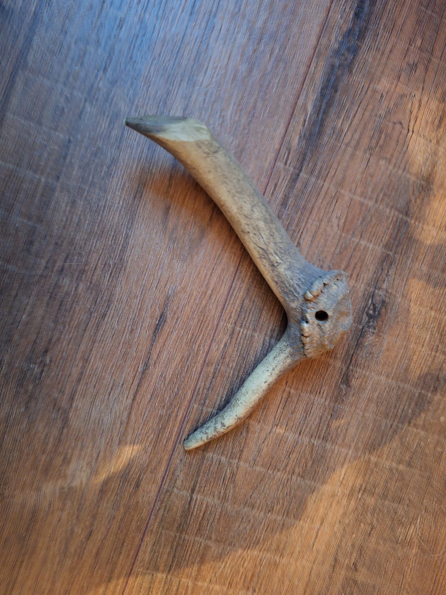 Set of 4 antler pieces